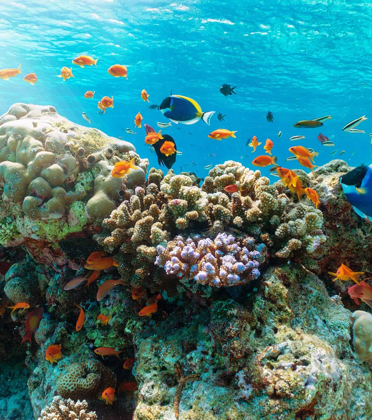 OCEANI: sempre meno ossigeno, conseguenze DEVASTANTI per i CORALLI