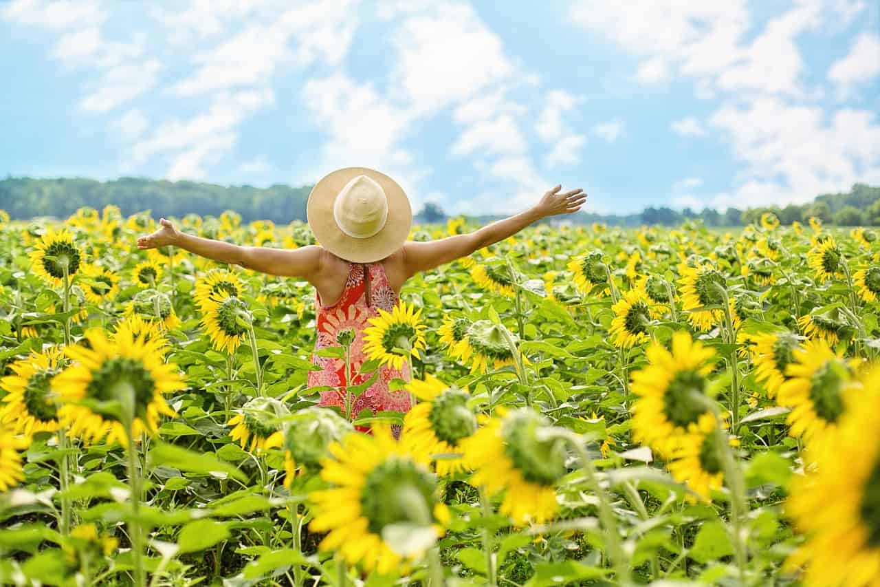 Le più affascinanti distese di Girasole da visitare in Italia