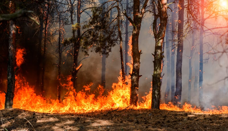 Ampio rogo sul Monte d’Oro: decine di ettari di vegetazione mediterranea distrutti nel Frusinate