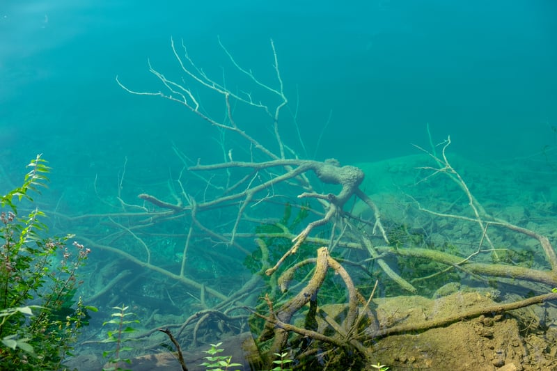 Una pianta acquatica poco conosciuta rivela il segreto della crescita delle piante