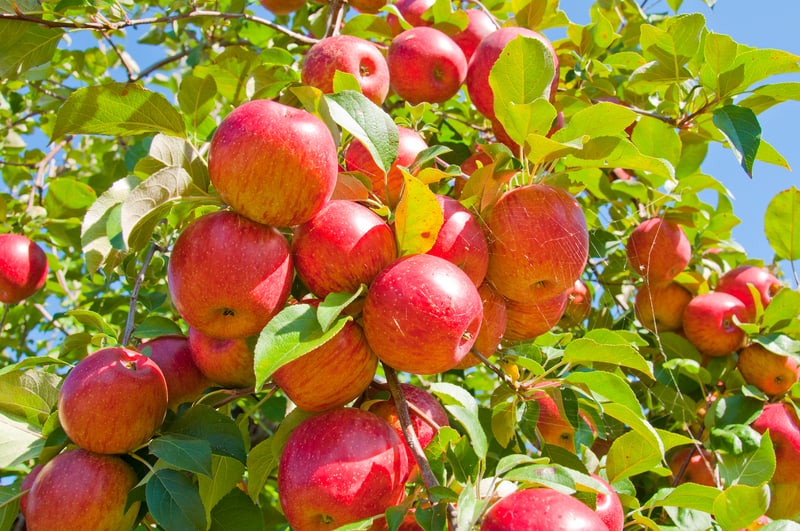 Inizia la stagione della raccolta delle mele nelle valli del Trentino