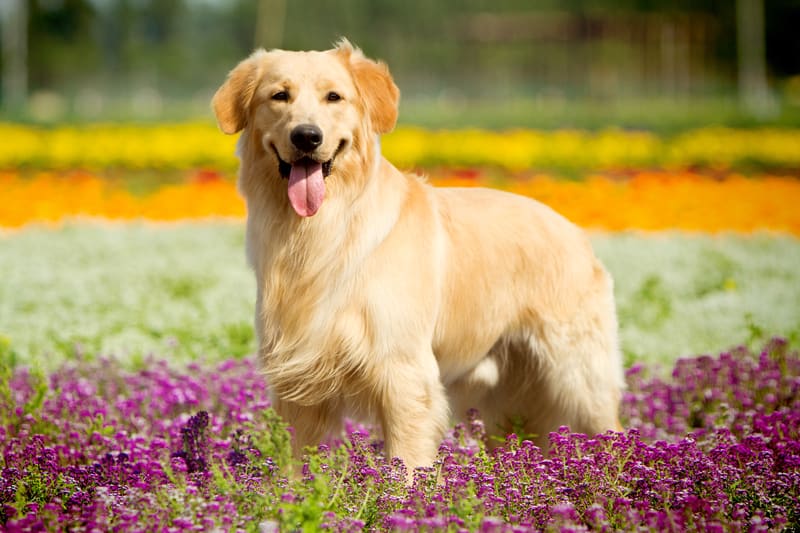 Individuare il COVID-19: Come i cani da ricerca superano i metodi di test moderni