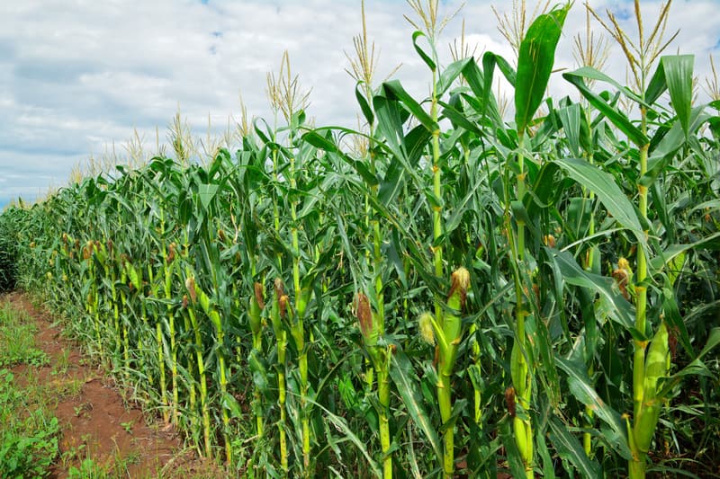 Come la “sudorazione del mais” rende l’estate del Midwest ancora più calda