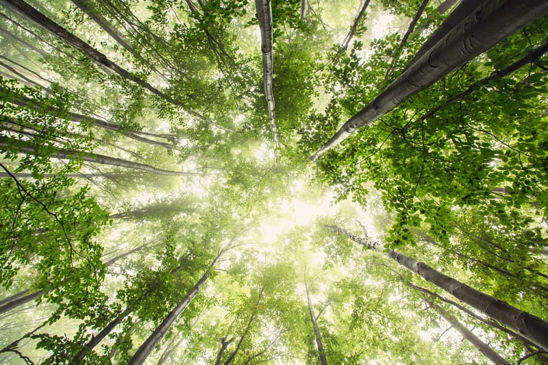 Nuovo sistema fotocatalitico trasforma CO2 in combustibile, più efficiente della fotosintesi naturale