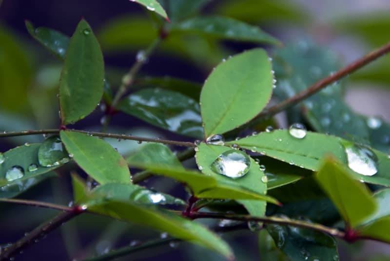Sole e piogge previsti per il fine settimana nel Regno Unito