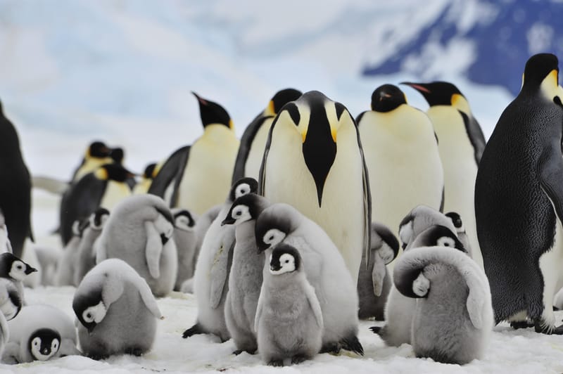 Emergenza in Antartide: la scarsità di ghiaccio minaccia la riproduzione dei pinguini