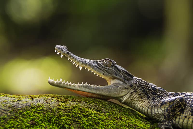 Quale è apparso per primo: il rettile o l’uovo?