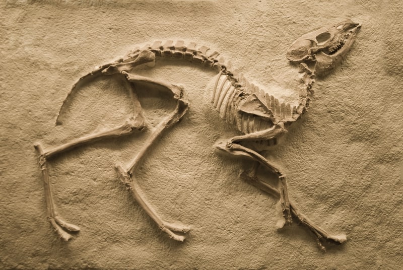 Fossile di 120 milioni di anni fa rivela il passato vegetariano degli uccelli