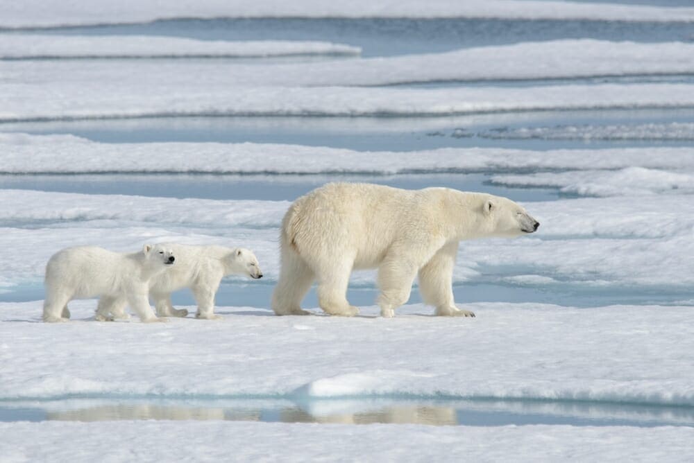 L’Artico devastante metamorfosi della fauna