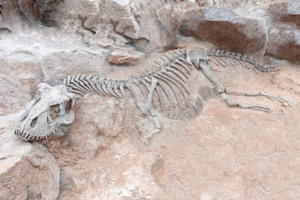 Inghilterra osso di dinosauro appartenuto ai primi cacciatori di fossili romani di secoli fa 7 Inghilterra osso di dinosauro appartenuto ai primi cacciatori di fossili romani di secoli fa