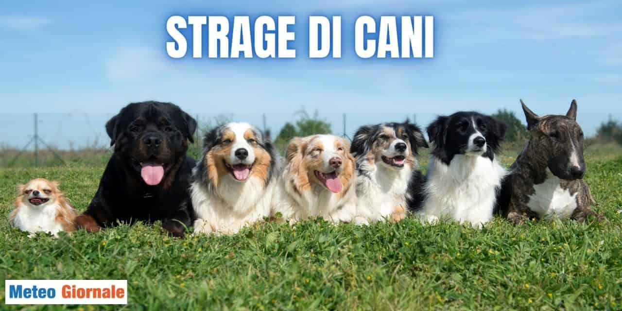 Washington DC, Stati Uniti: strage di cani dopo un forte temporale