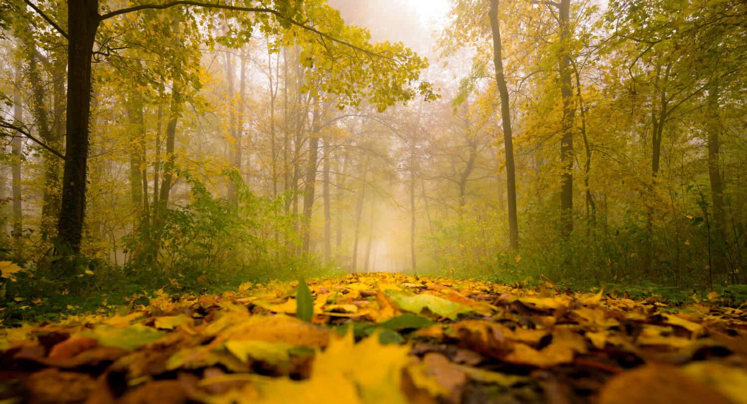 Meteo- in GERMANIA è allerta caldo fuori stagione. Record per Ottobre