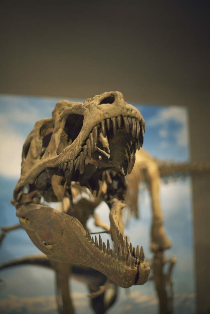 Scoperto in Cina fossile che potrebbe cambiare la storia degli uccelli