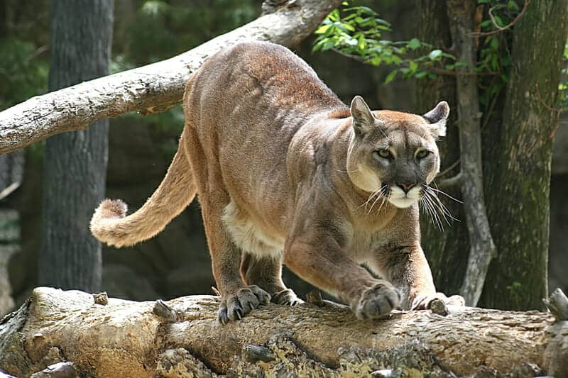 Sovraffollamento di Puma. Pericoli