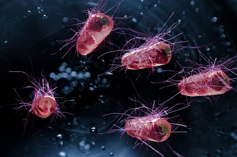 La bioingegneria trasforma i batteri E. coli in generatori di elettricità