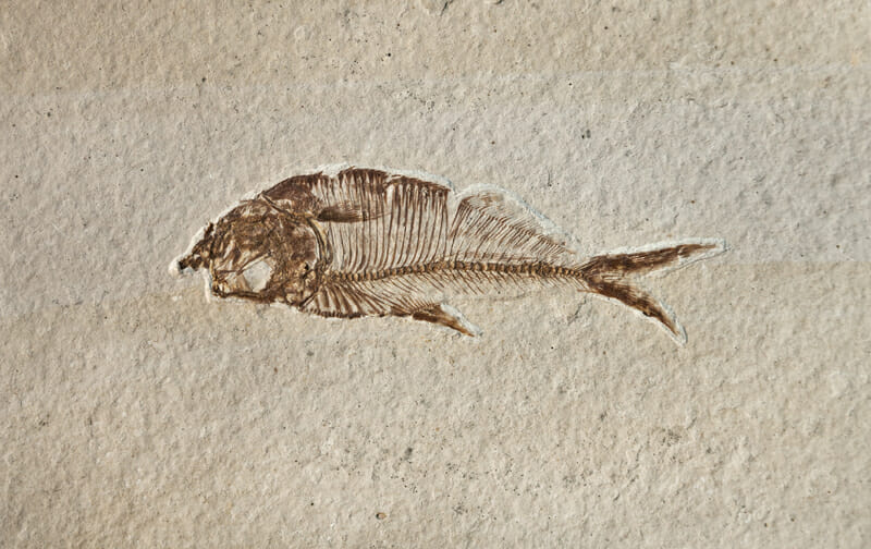Scoperta in Italia: le tracce fossili dei più antichi pesci abissali