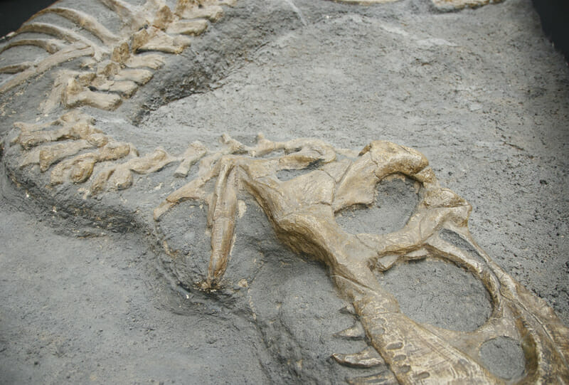 Dinosauro simile a un uccello scoperto in Cina