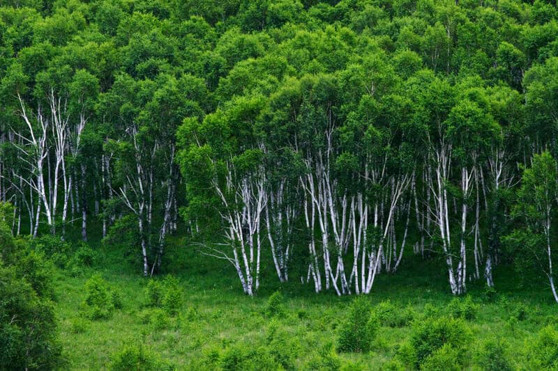 Il recupero delle foreste e la gestione mirata migliorano le condizioni dei bacini idrografici