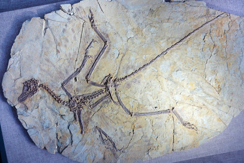 Il fossile di un dinosauro simile a un fagiano illumina le origini degli uccelli