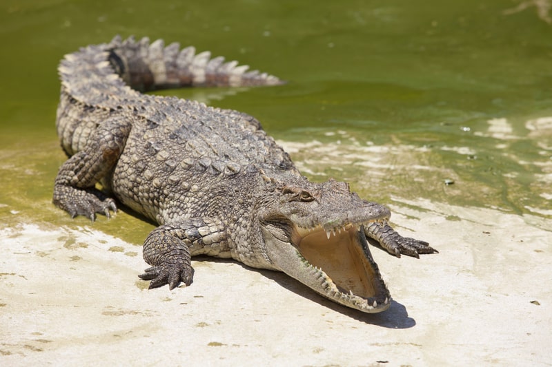 Cacciatori scoprono il coccodrillo più grande mai registrato nella storia del Mississippi