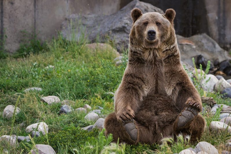 L’orso “Tripod” a tre zampe ruba e beve seltzer White Claw in una casa della Florida