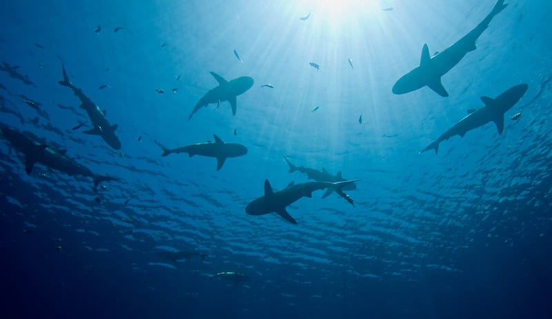 Squali e correnti mortali infestano i bagnanti in Florida e sulla Costa Est