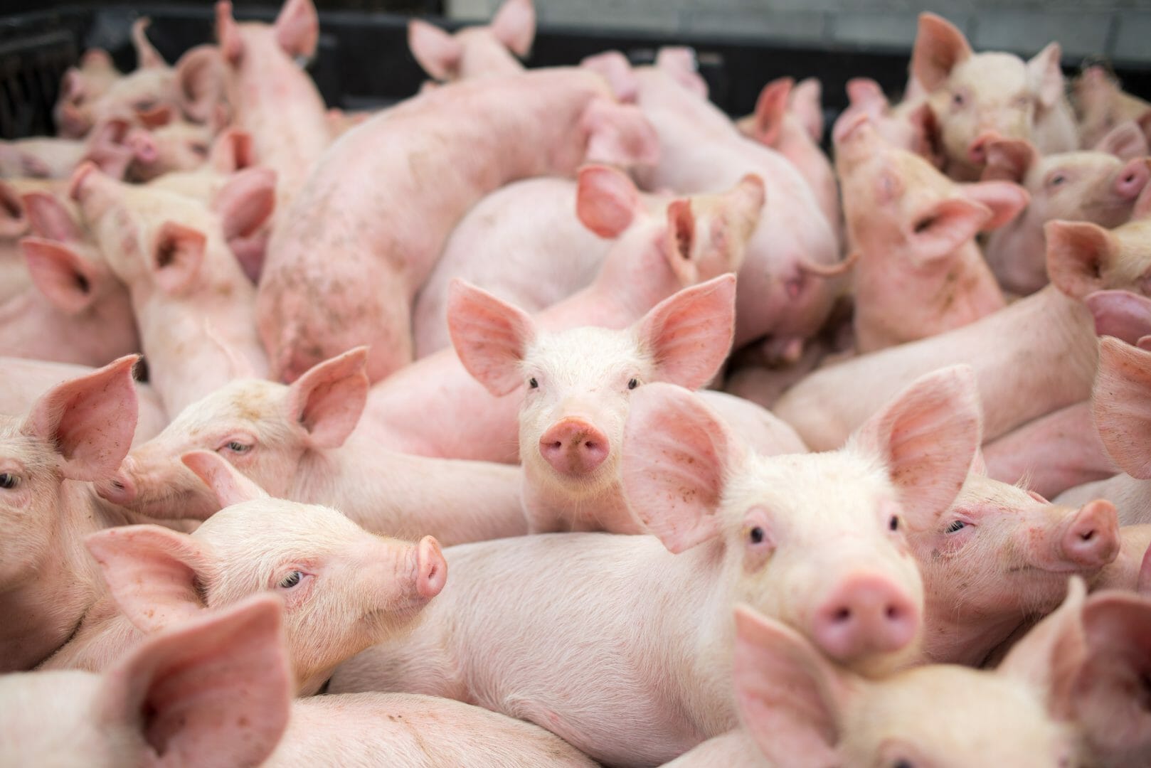 Il primo organo umano sviluppato all’interno di un maiale