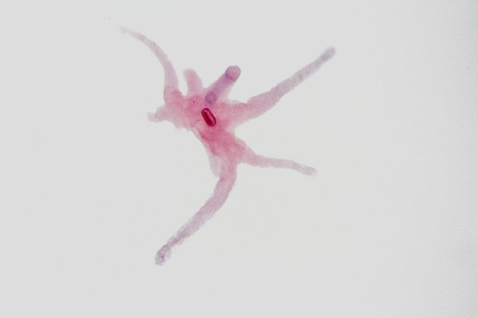 Il mistero del parassita che controlla la mente delle formiche