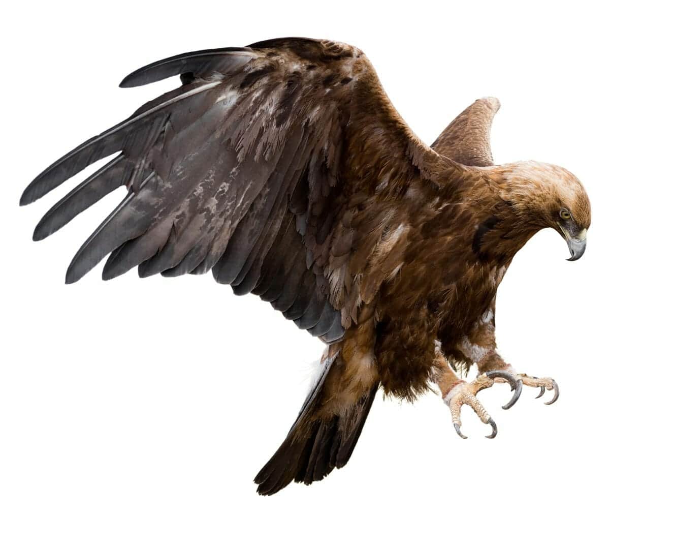 Aquila reale riprende il volo nella riserva del Monte Velino