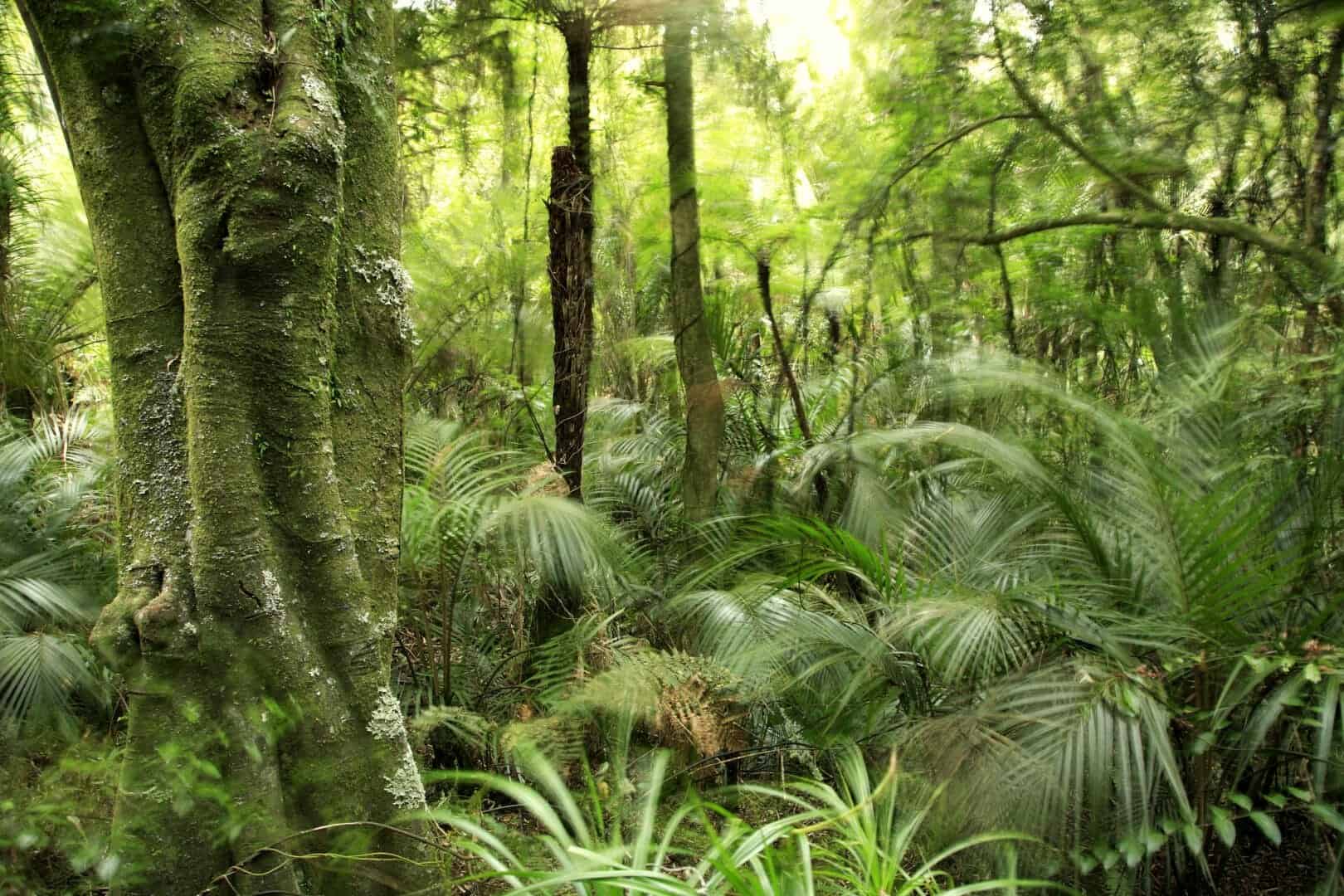 Grande iniziativa ecologica in Ecuador: salvaguardare quasi 2 milioni di ettari di foresta