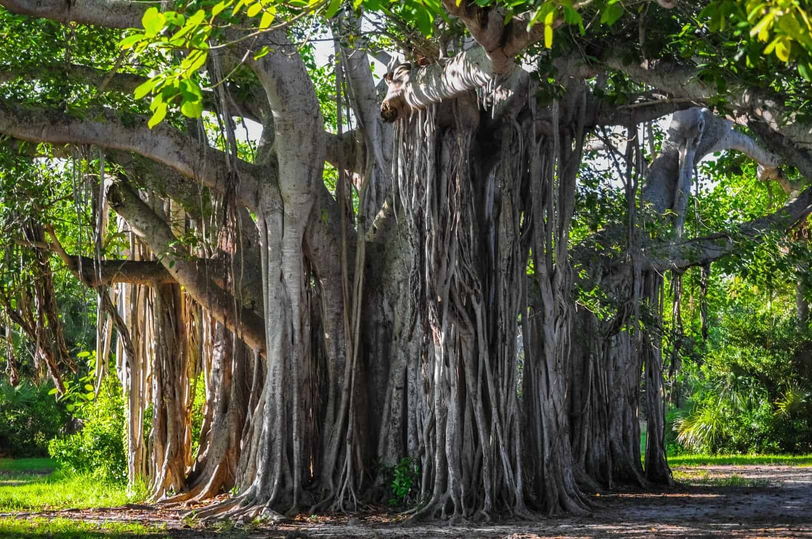 Il storico albero Banyan di Lahaina, bruciato dagli incendi di Maui-mostra segni di nuova vita