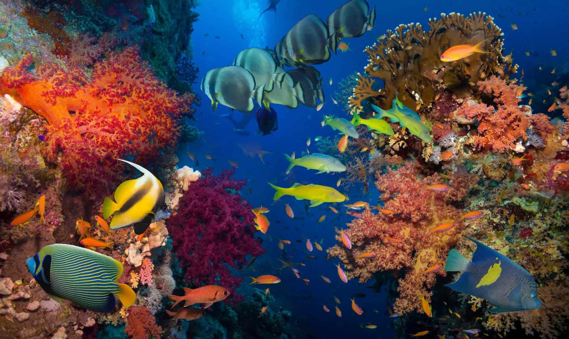 Le prime forme di vita terrestre potrebbero essere nei fossili oceanici profondi