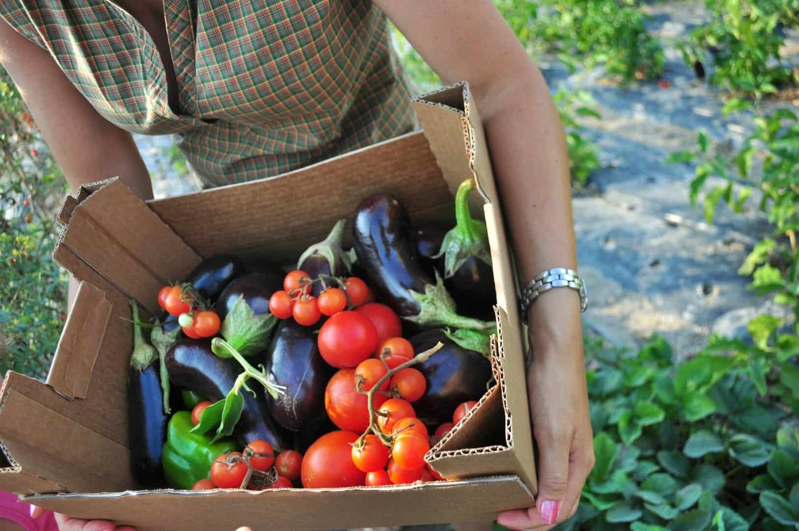 Il settore alimentare biologico italiano: una fase delicata