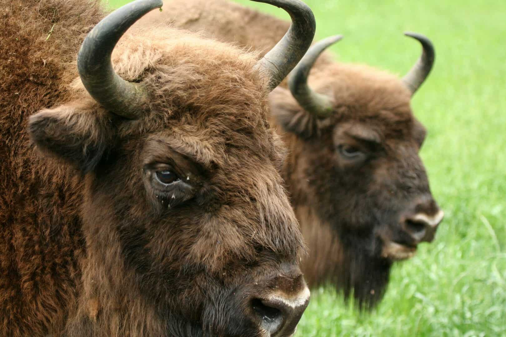 Annientamento biologico: scienziati di Stanford scoprono estinzione di massa causata dall’uomo
