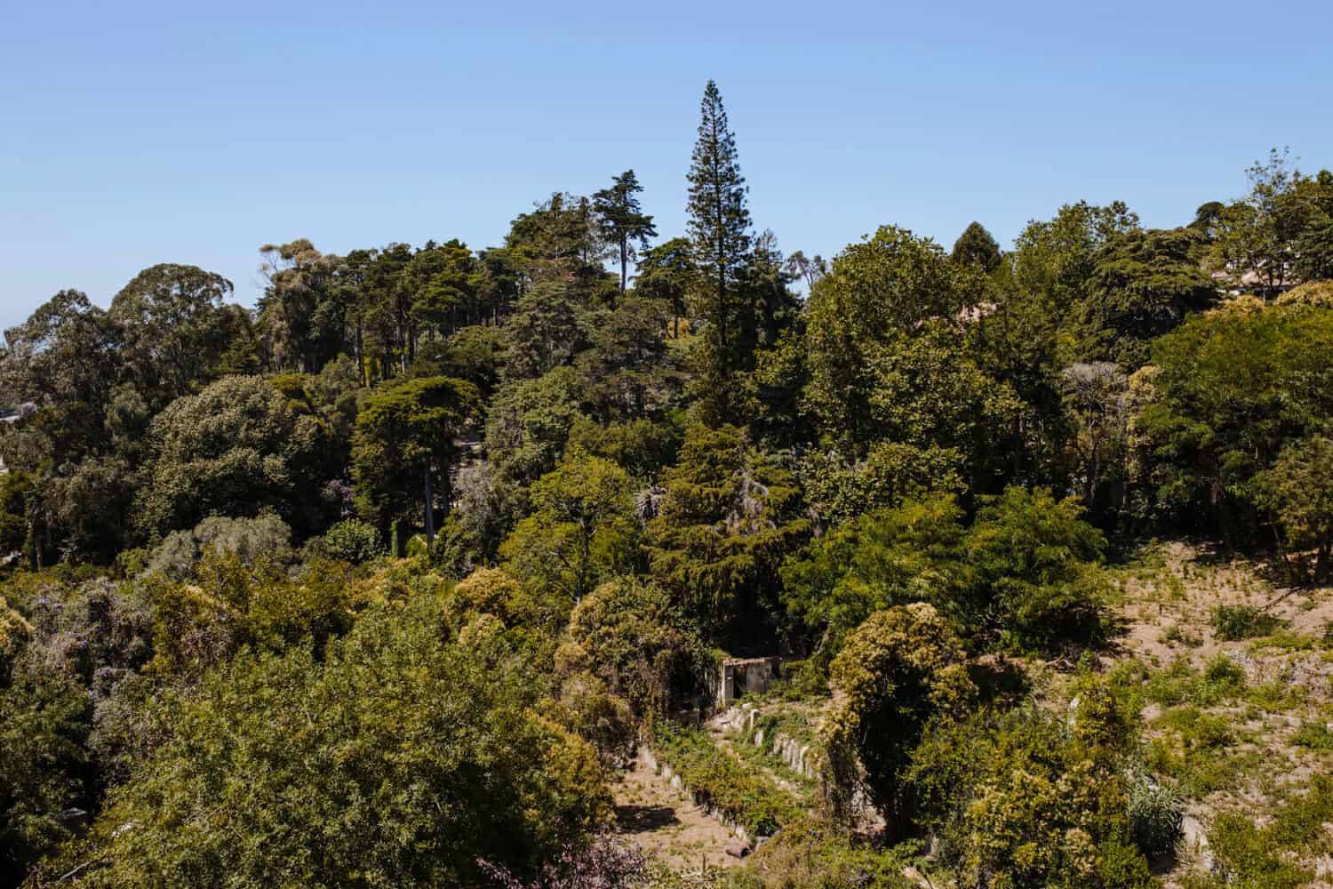 La crescente minaccia dei cambiamenti climatici disboscherà le regioni del Mediterraneo