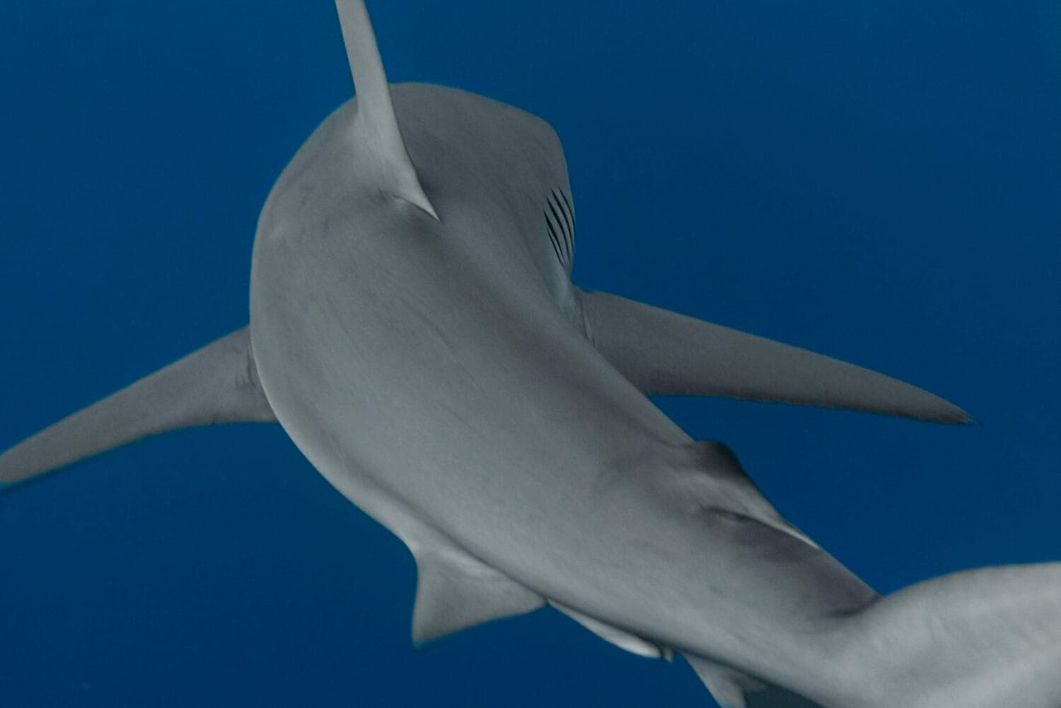 Incontri ravvicinati con gli squali a Miami: potrebbero essere più vicini di quanto pensi