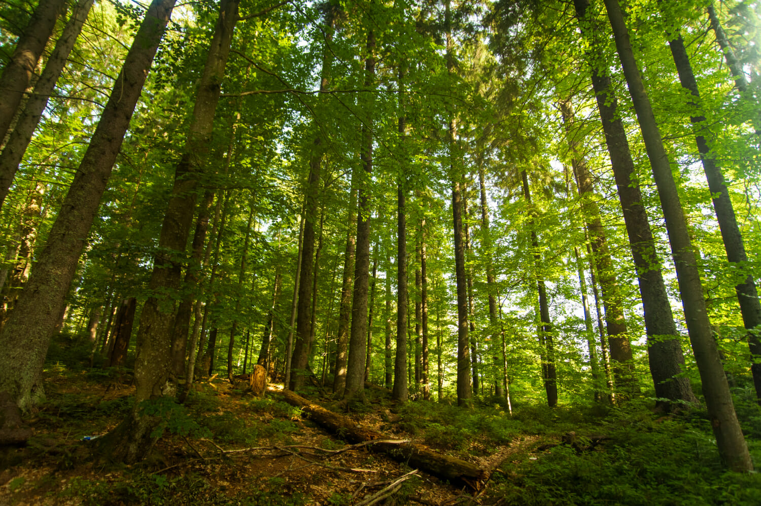 Il paradosso del carbonio: come le piantagioni di alberi potrebbero danneggiare più che aiutare