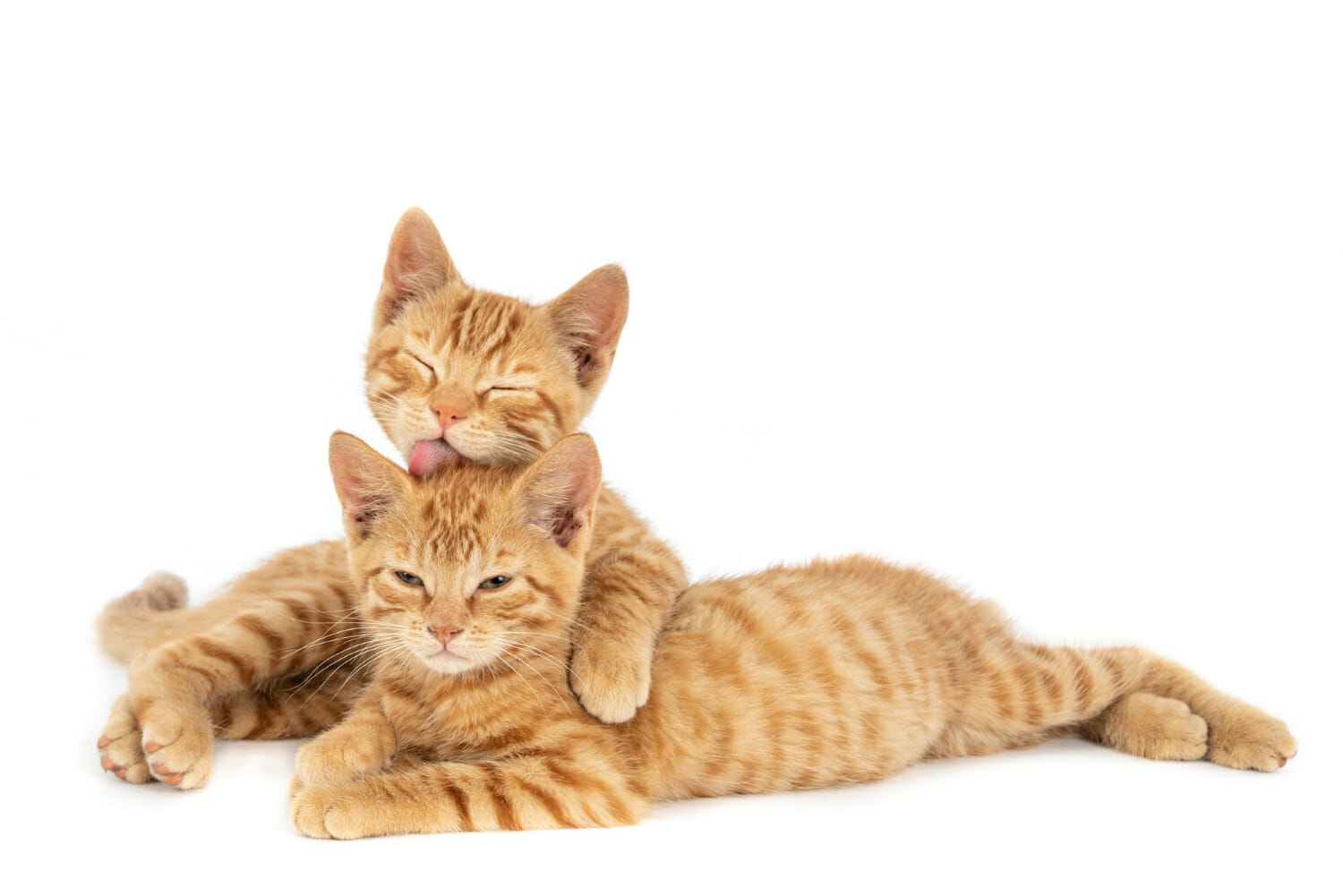 Il mistero del ronfio dei gatti: nuove scoperte scientifiche