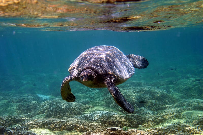 I cambiamenti climatici stanno modificando il colore di oceani e mari, dicono gli scienziati