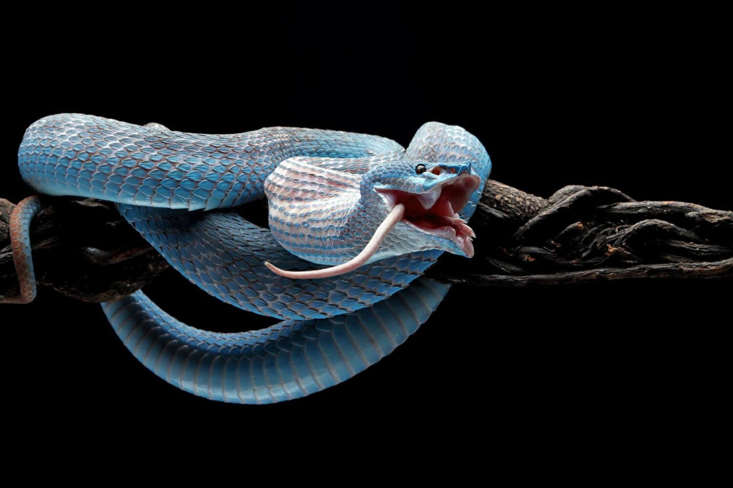 I segreti del serpente con il morso più letale al mondo