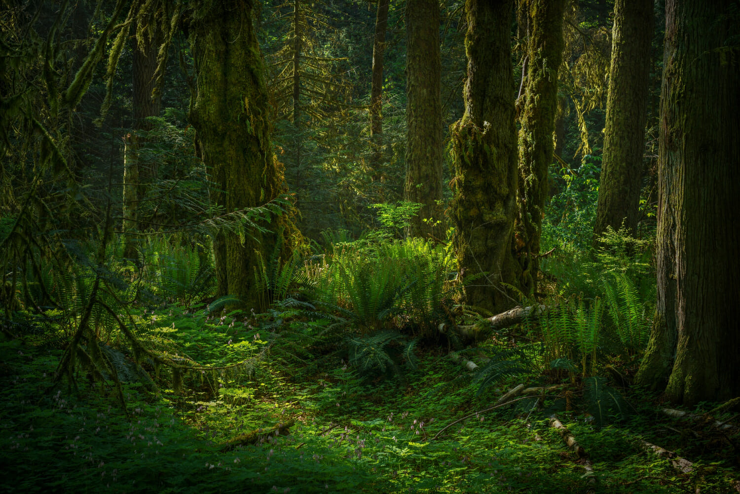 Il legame tra la foresta pluviale amazzonica e il monsone sudamericano