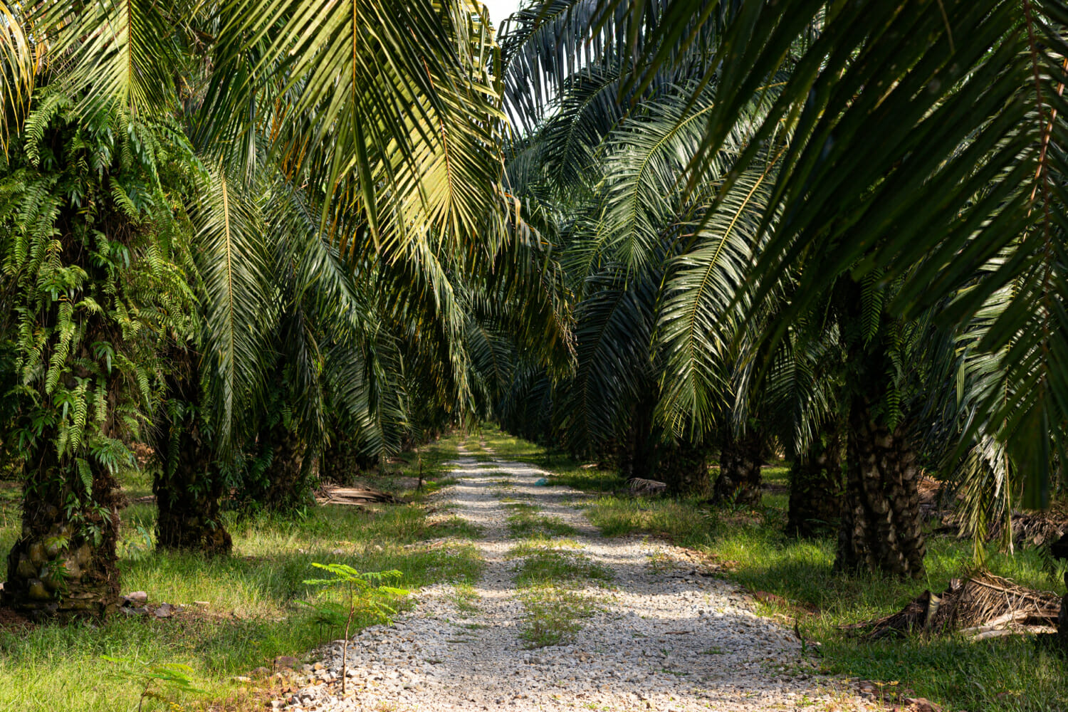 La ‍produzione di ​olio⁣ di palma‍ e la deforestazione