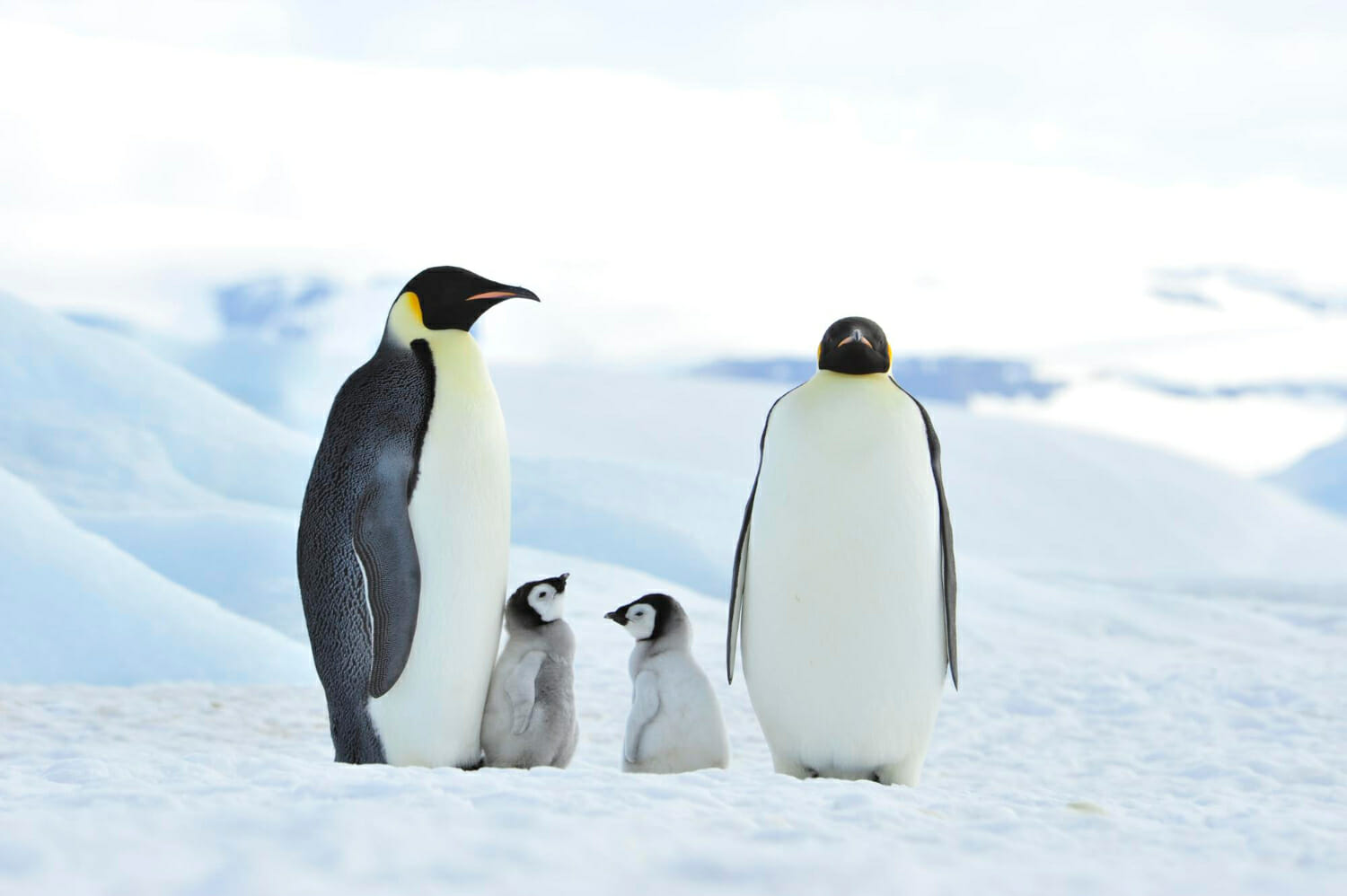 Emergenza climatica in Antartide: il pinguino imperatore a rischio estinzione