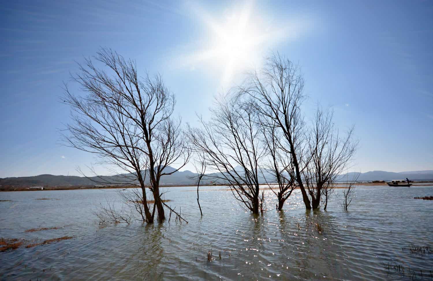 Salmoni e rischi di inondazione nei delta dei fiumi del Pacifico