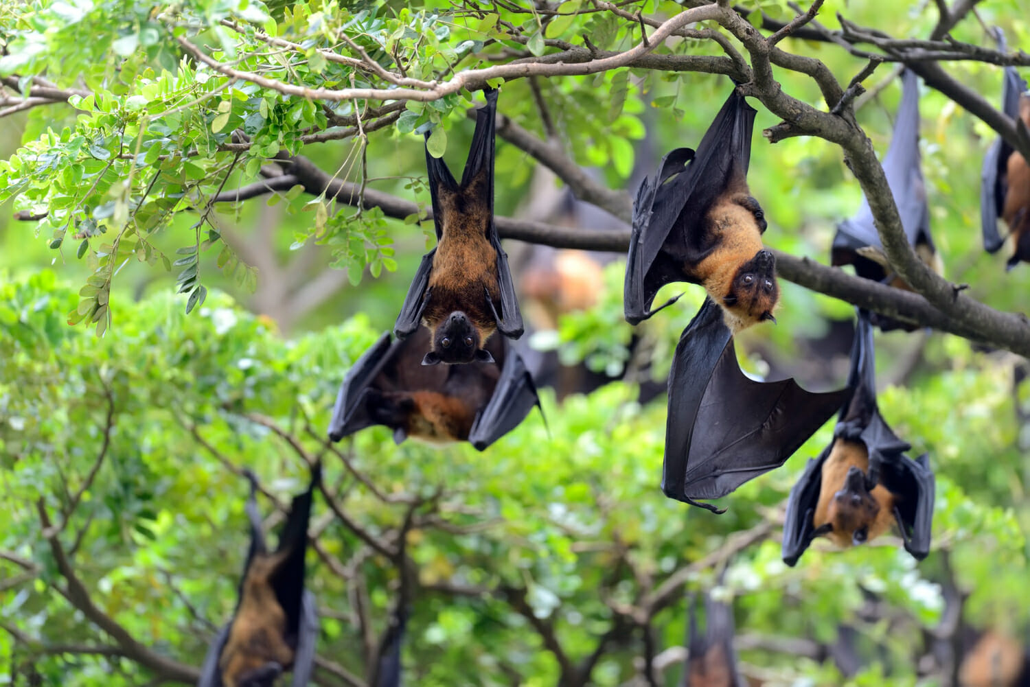 Le turbine eoliche: una minaccia per le popolazioni di pipistrelli nel Sudovest degli Stati Uniti