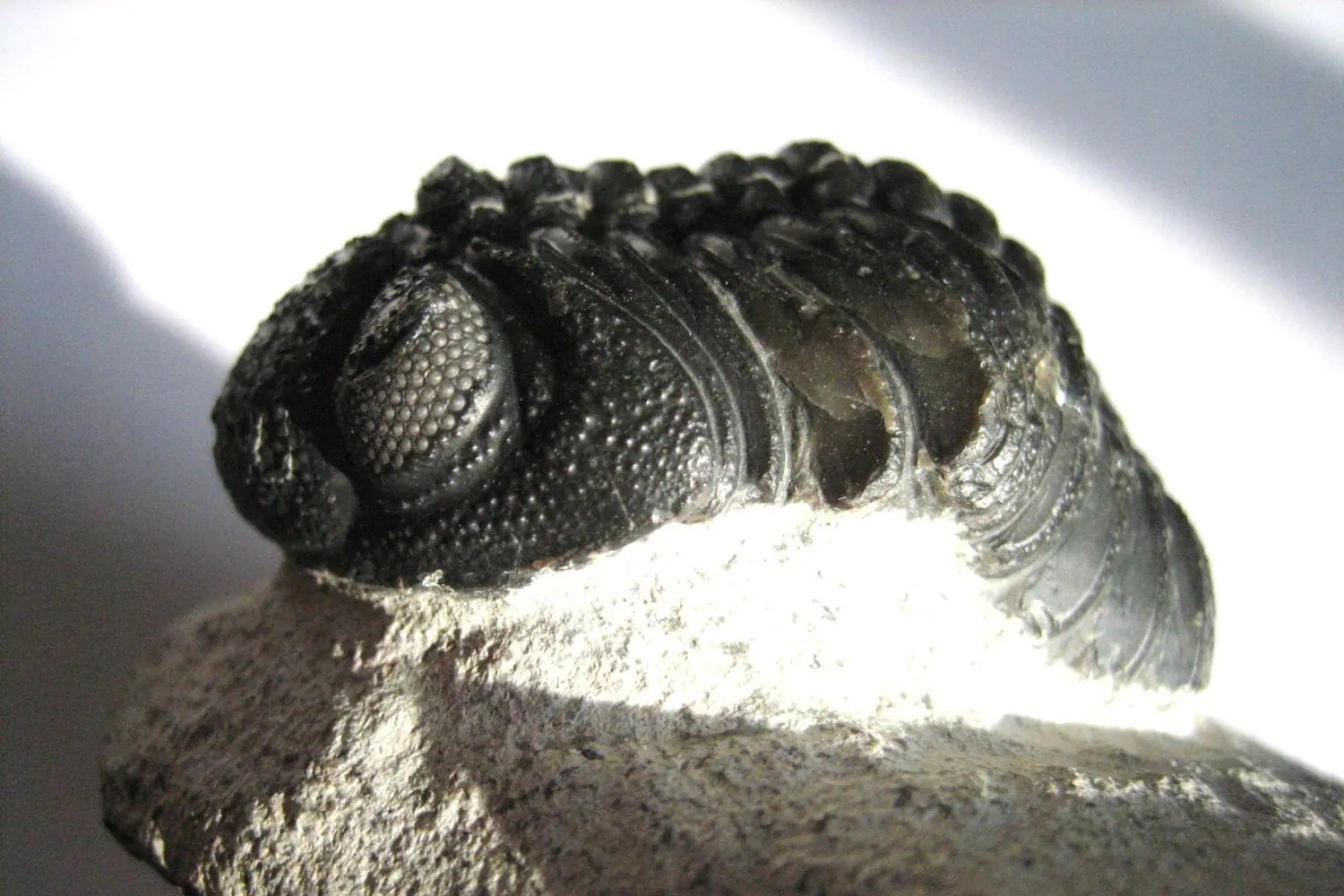 Il tesoro nascosto della Thailandia: nuove specie di trilobiti svelano segreti dell’antico supercontinente Gondwana