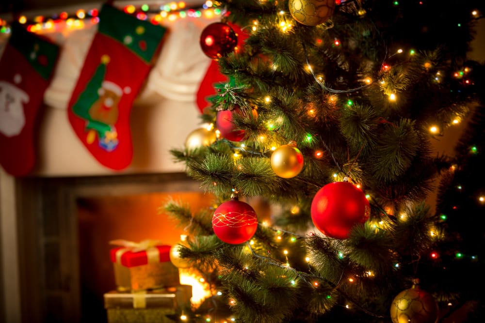 Il Natale sostenibile: scegliere l’albero giusto per l’ambiente