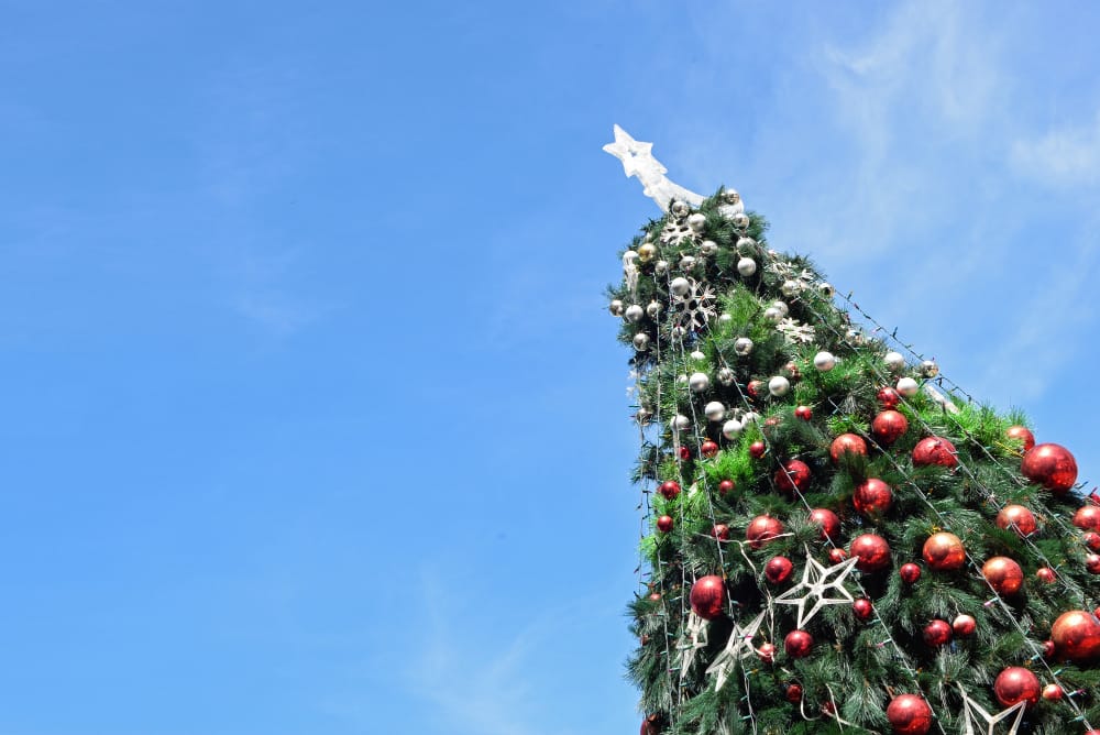 L’Albero di Macra e delle Montagne Piemontesi Illumina Piazza San Pietro