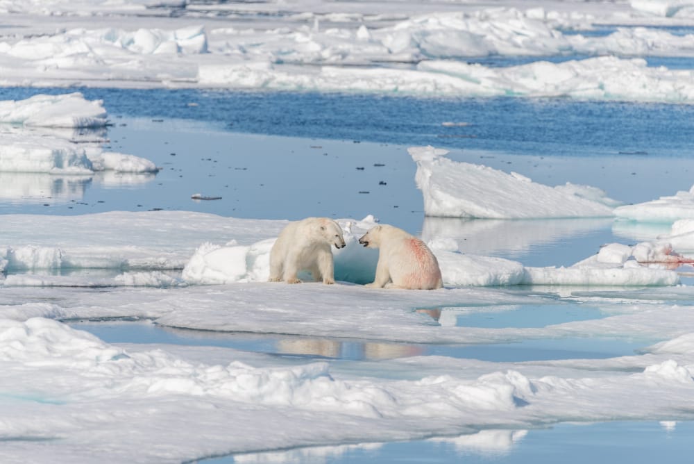 L’Artico fornisce nuove prove del cambiamento climatico