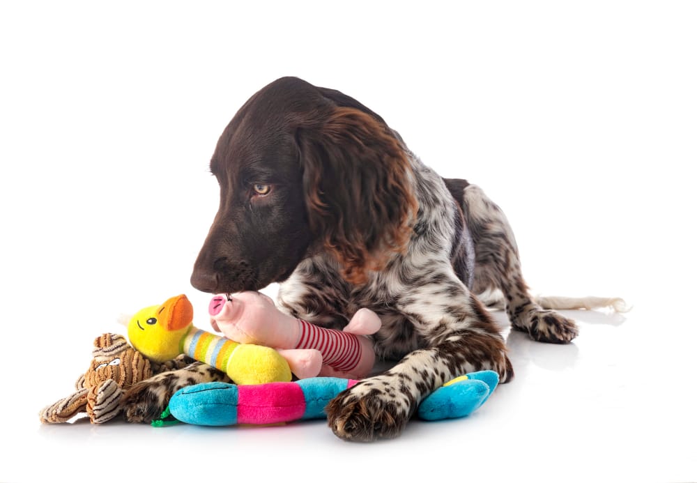 Geni canini: l’intelligenza dei cani esperti di giocattoli